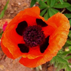 Pavot d'Orient rouge, Coquelicot gant rouge